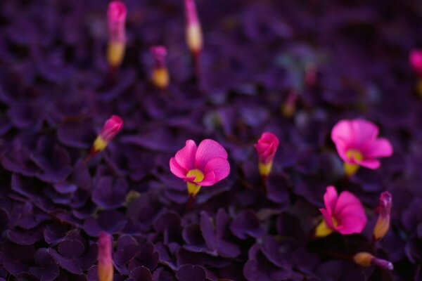 Blumenflora, Gartenblumen