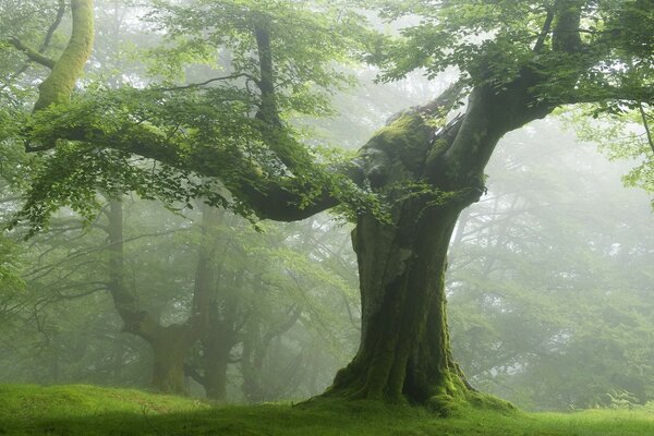 Paesaggio albero possente primo piano