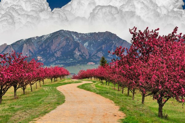 Bosque de primavera y acantilados de montaña