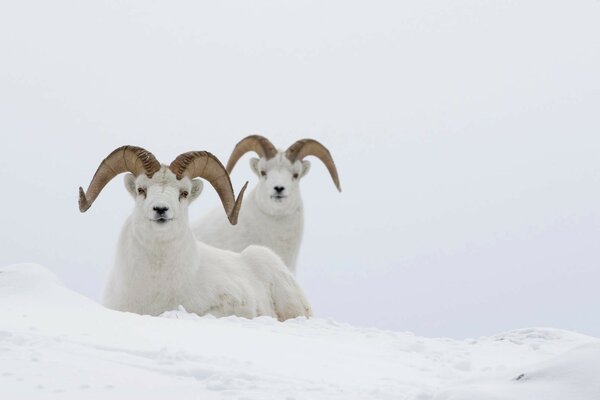 Un par de ovejas de montaña en la nieve