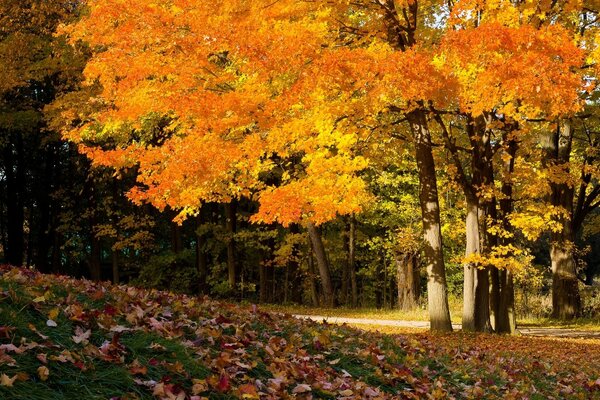 Hojas amarillas de otoño en los árboles