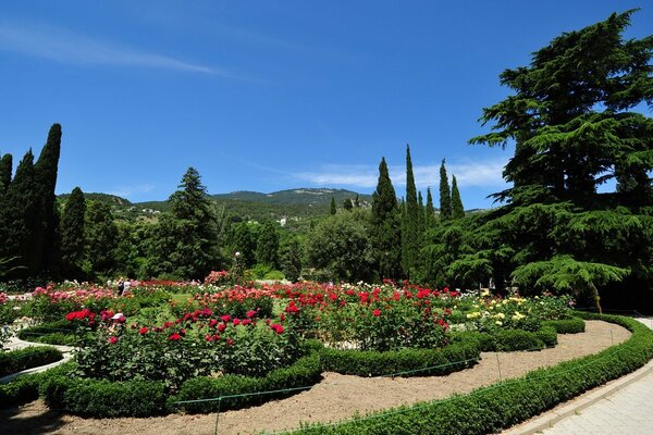 Beds of red flowers in the park