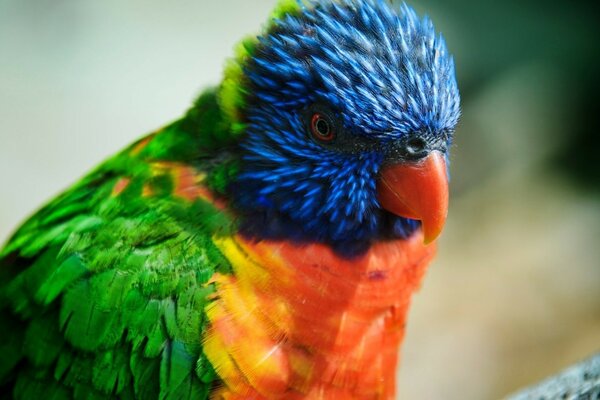 Sfondo pappagallo multicolore della fauna selvatica