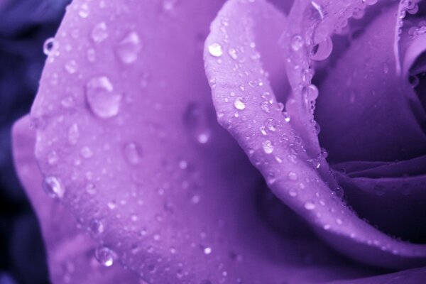 Foto de una flor con gotas de rocío, primer plano