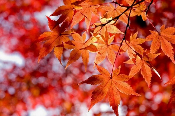 Bellissimo sfondo autunnale di foglie d acero