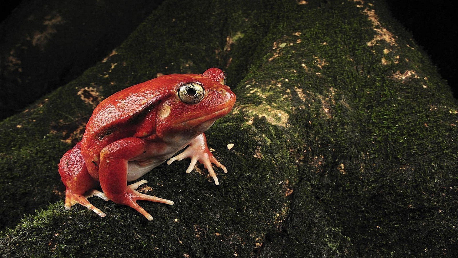 reptiles and frogs frog amphibian one water wildlife