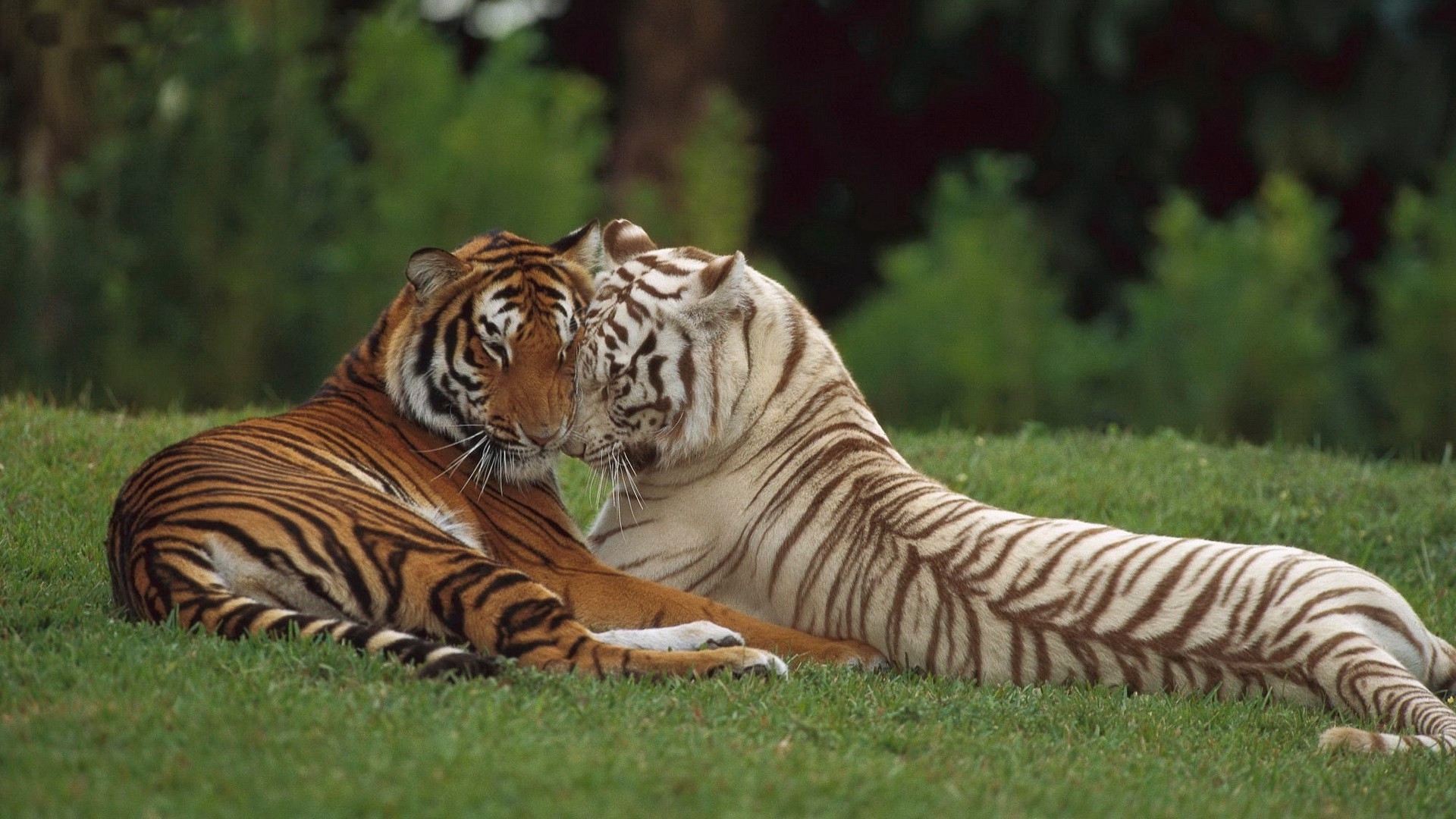 tiger tiger tierwelt katze säugetier streifen dschungel wild jäger zoo aggression safari groß tier raubtier natur gefahr fell fleischesser böse tigries