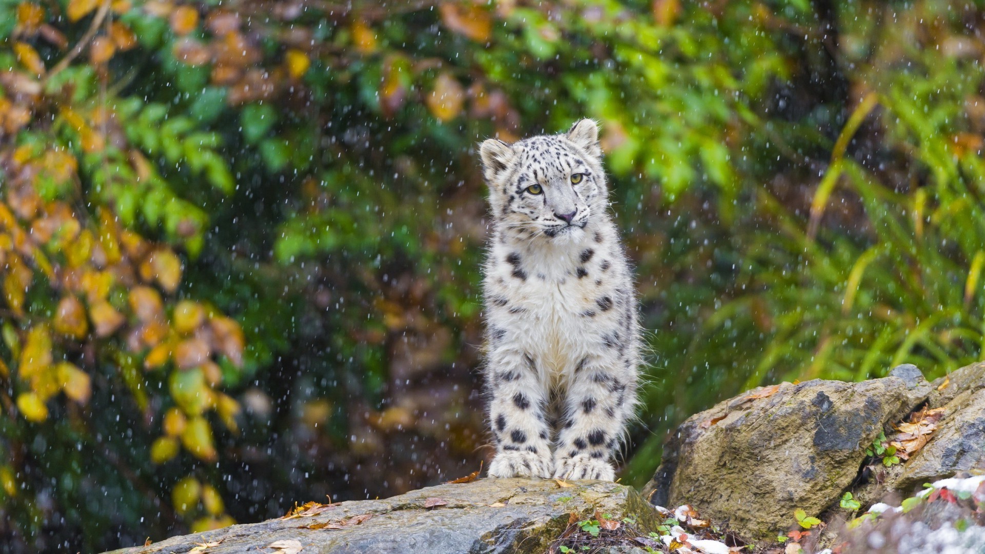 animales naturaleza al aire libre vida silvestre salvaje árbol mamífero