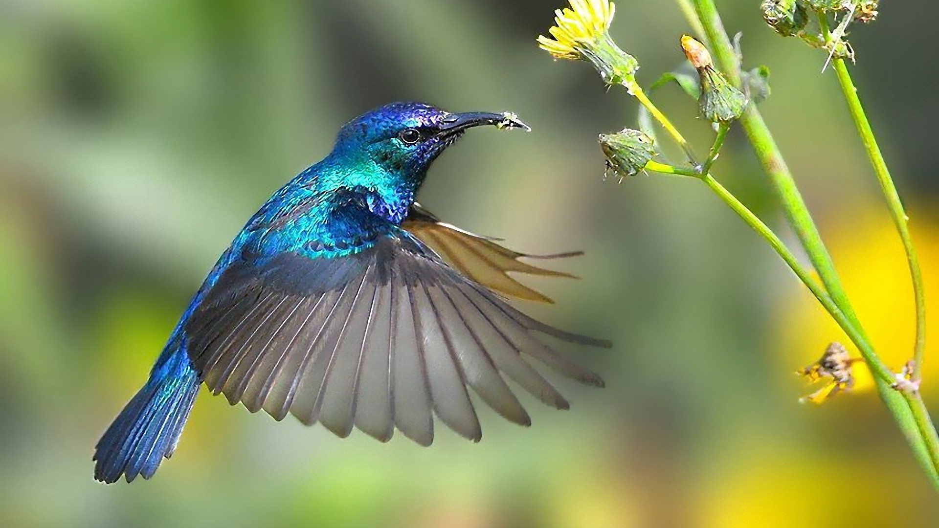 animaux la nature la faune abeille oiseau insecte à l extérieur animal sauvage voler été petit