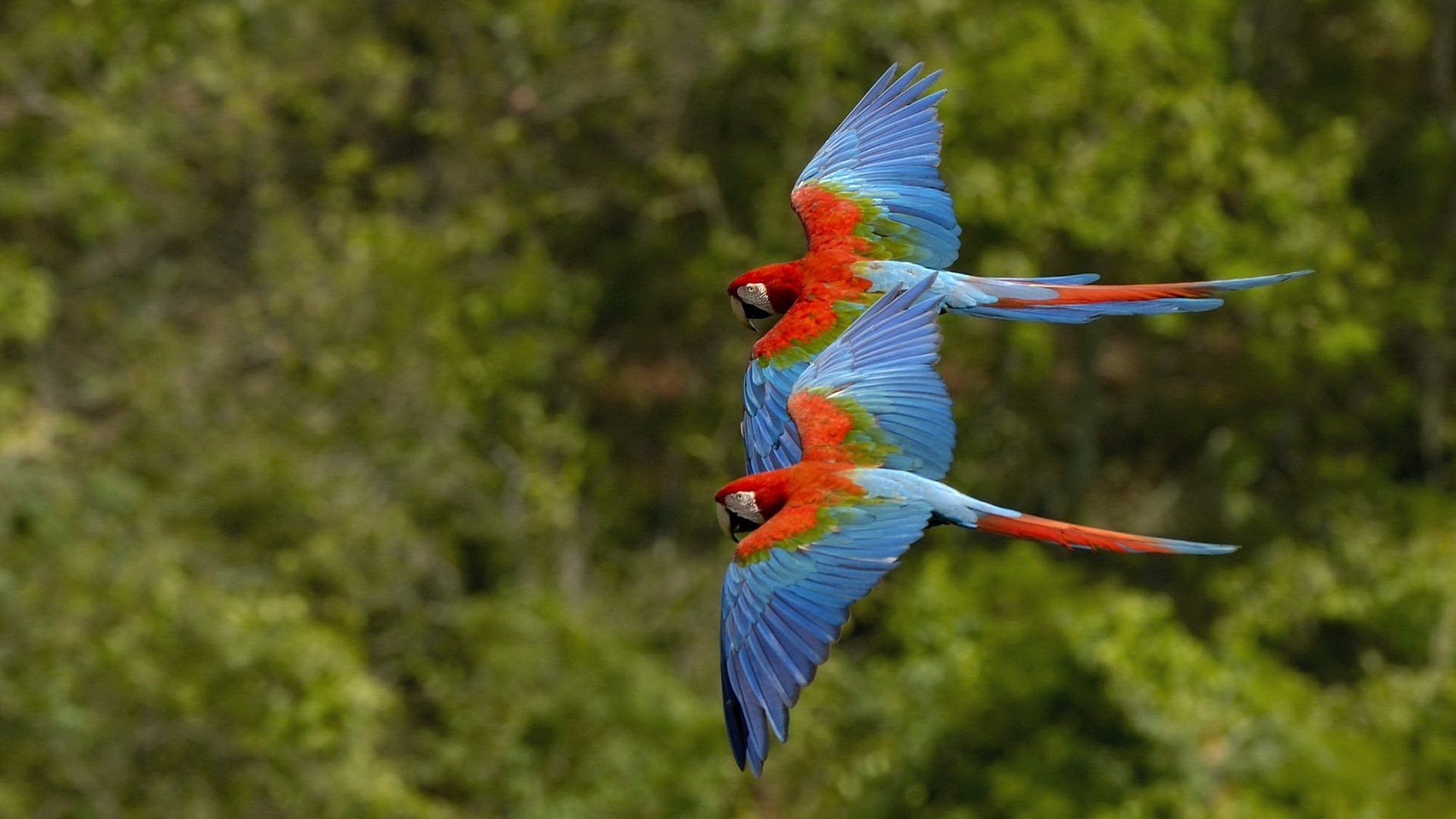 animaux oiseau nature faune aile plume sauvage mouche animal couleur vol bec avian perroquet tropical