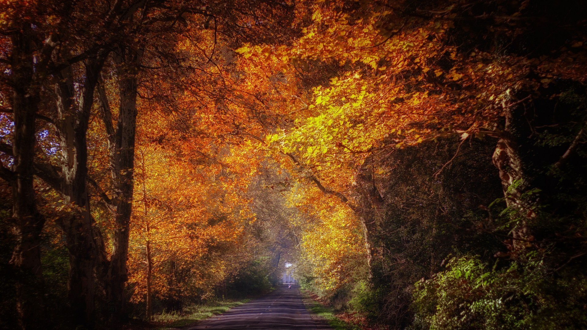 autumn fall nature tree leaf wood desktop dark landscape