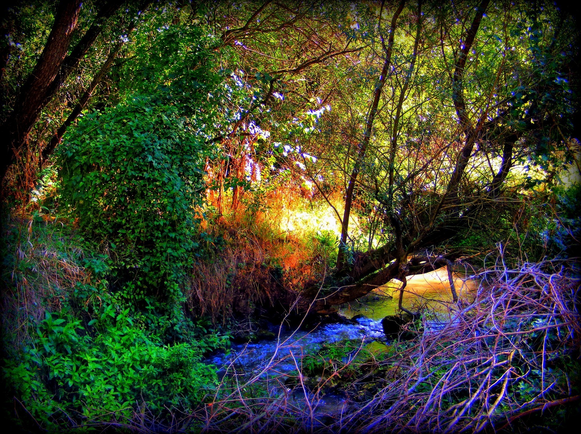 verano árbol madera naturaleza paisaje hoja agua parque río medio ambiente flora al aire libre otoño color escénico luz