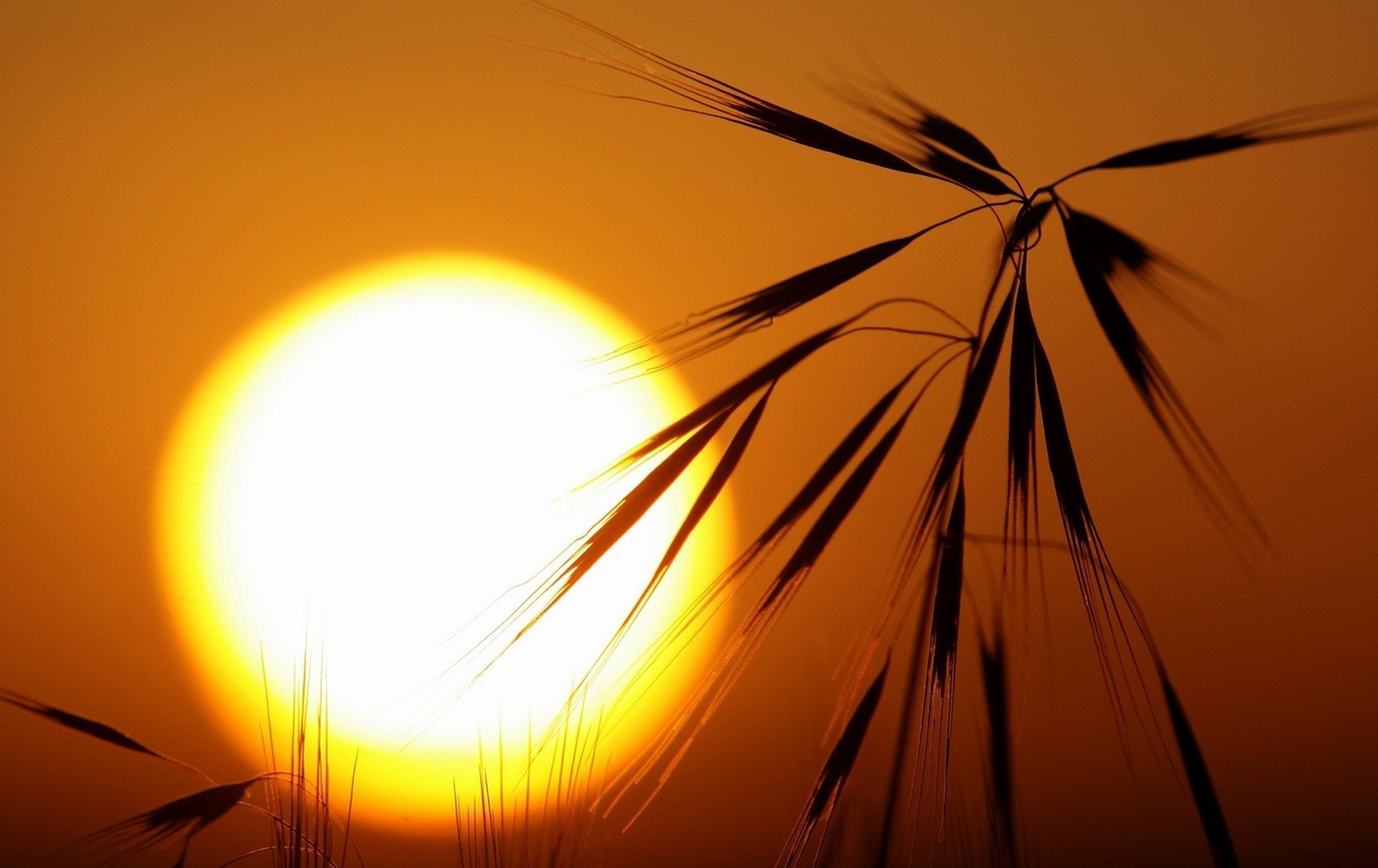 plantas puesta de sol sol amanecer energía abstracto silueta llama