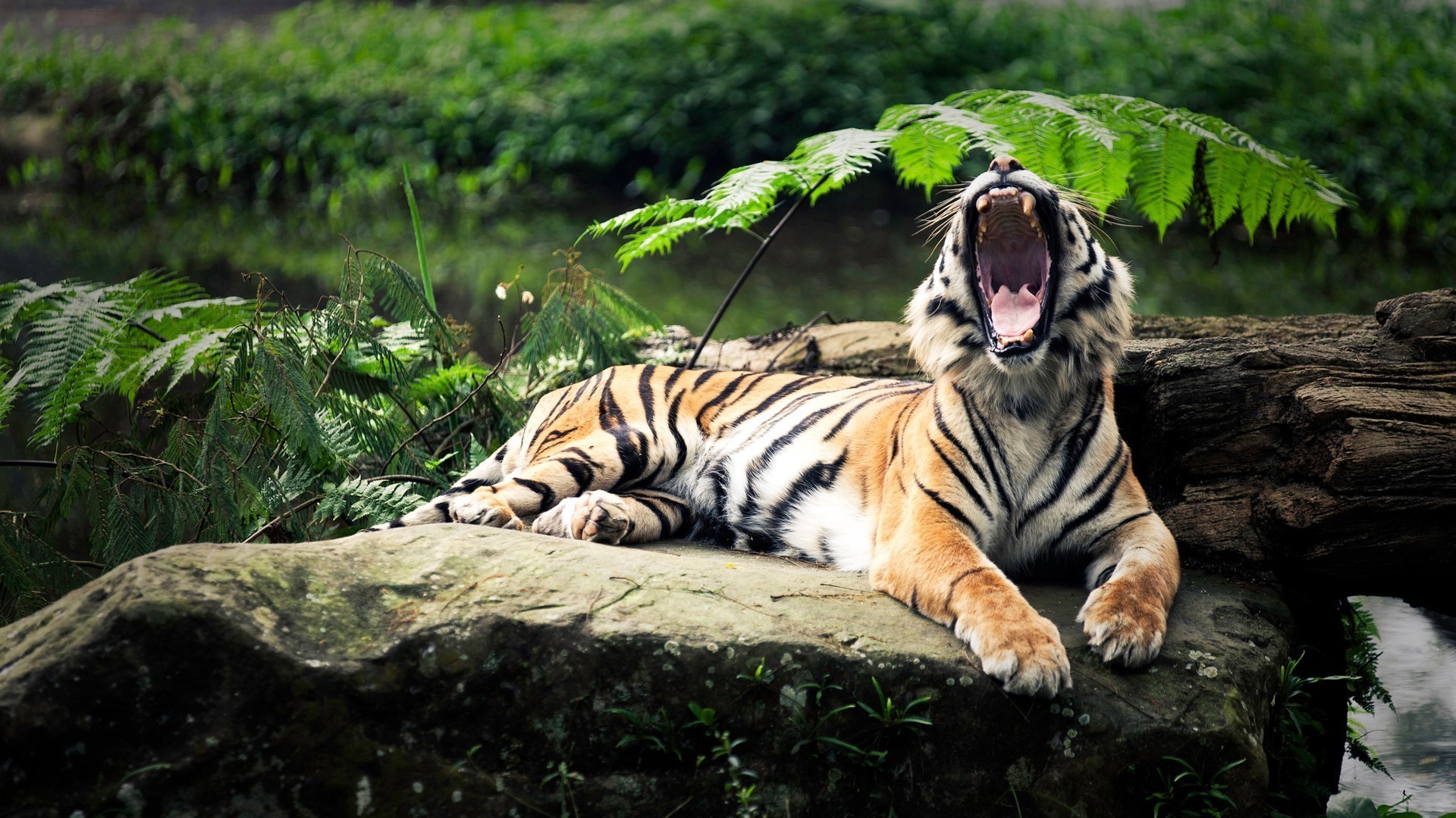 tigres vida silvestre gato tigre mamífero naturaleza selva cazador salvaje zoológico depredador animal piel caza peligro carnívoro agresión retrato hierba safari