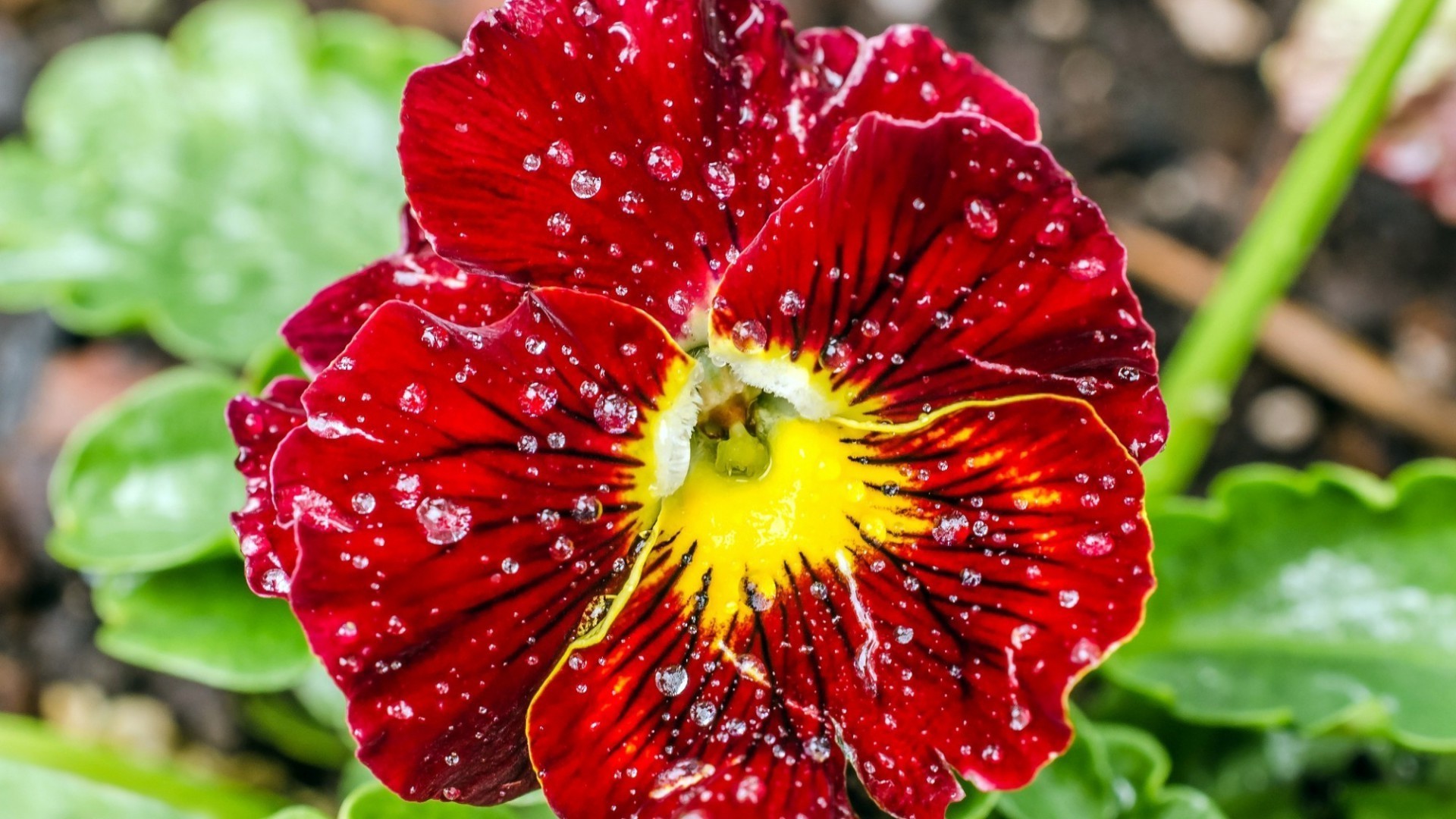 droplets and water nature garden flora leaf flower summer color close-up bright floral