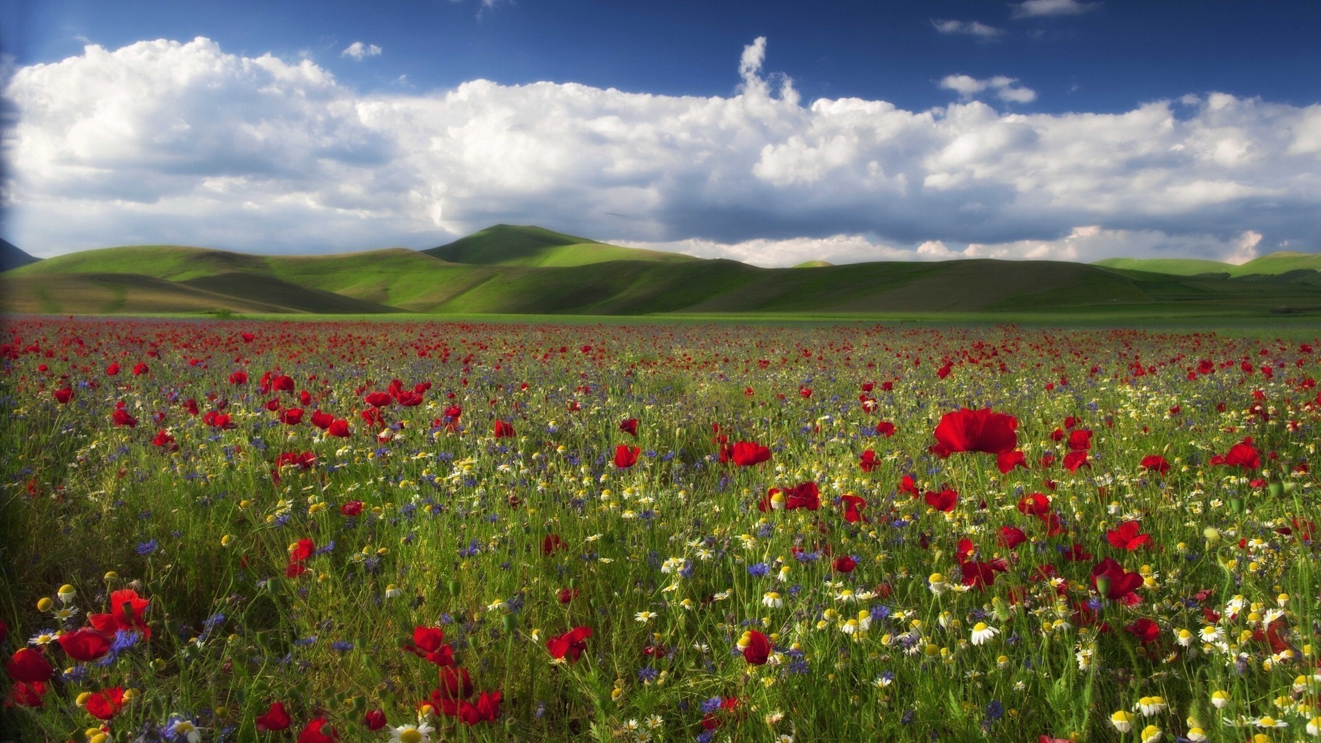 field of flowers poppy flower field rural landscape hayfield agriculture farm countryside nature summer grass outdoors grassland pasture cropland flora country growth