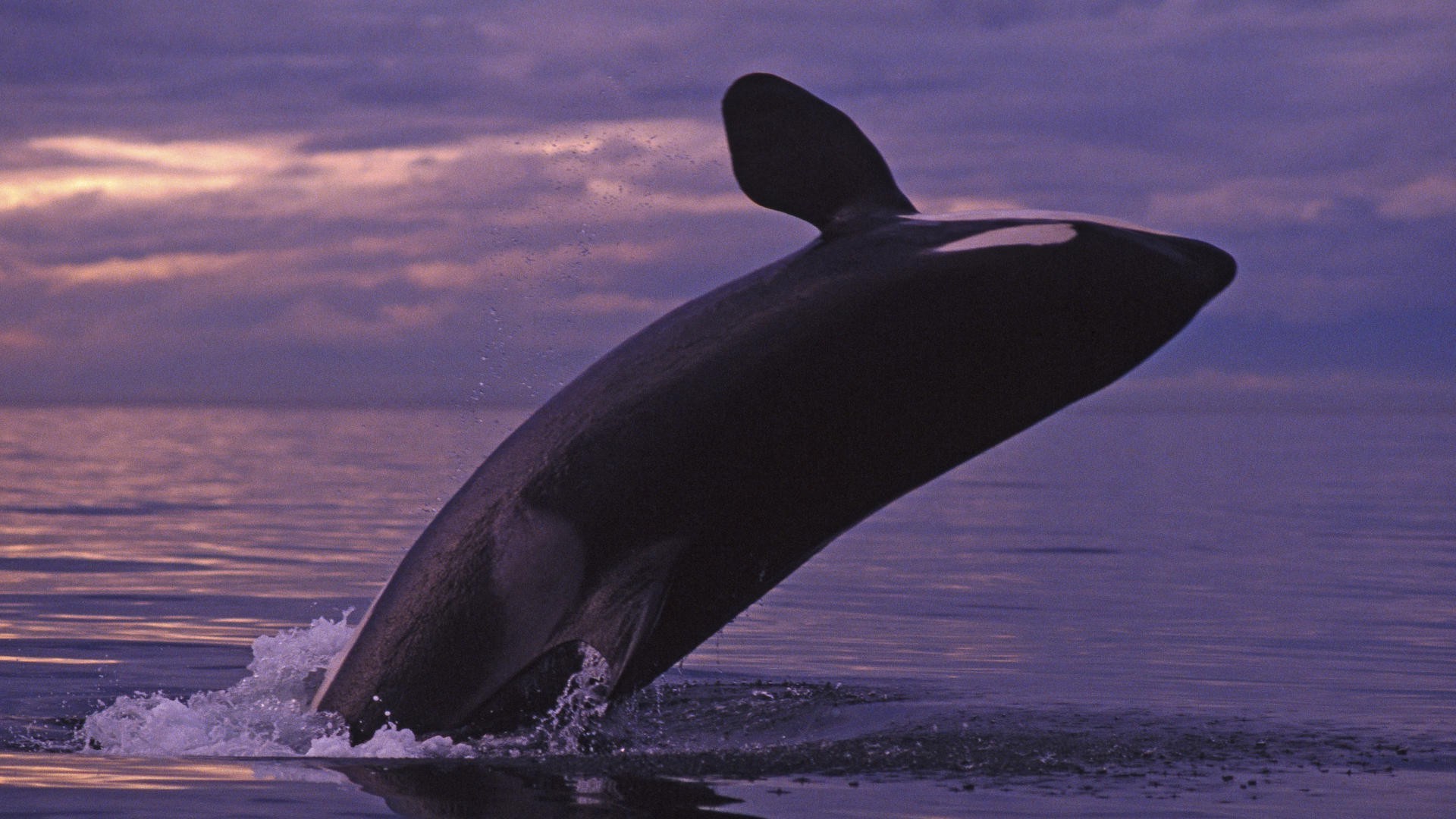 animais água oceano baleia sopradores mar pôr do sol ao ar livre viagens praia golfinho