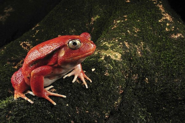 A large red frog