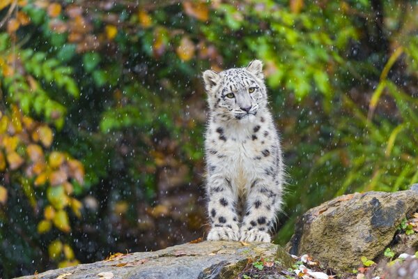 Tiger cub on the background of wild nature