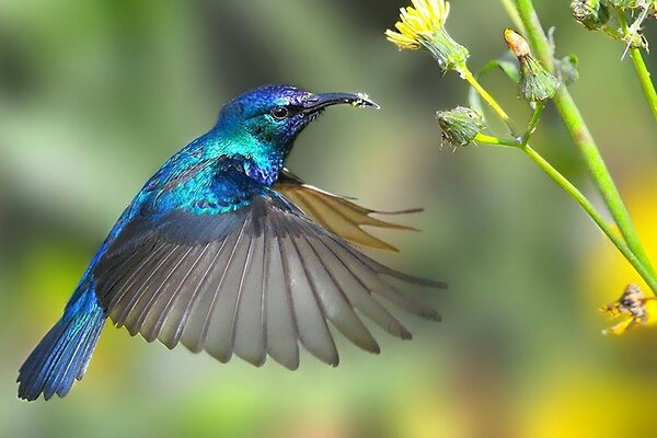 A bird frozen in flight by the flowers