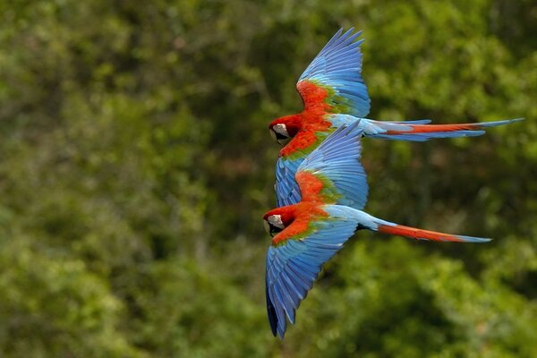 Two bright red and blue parrots are flying