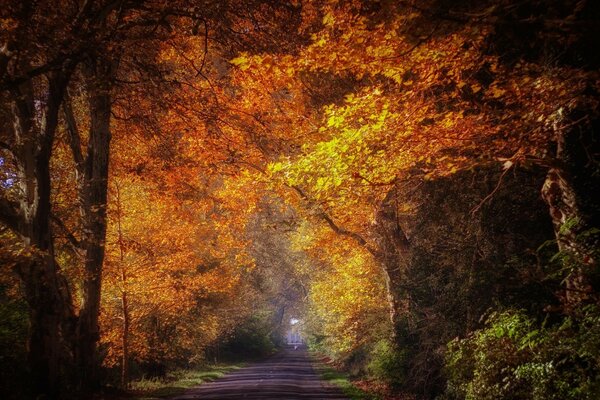 Route dans la forêt d automne, derrière les champignons