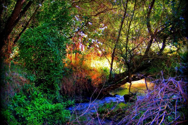 Summer forest in the hot season