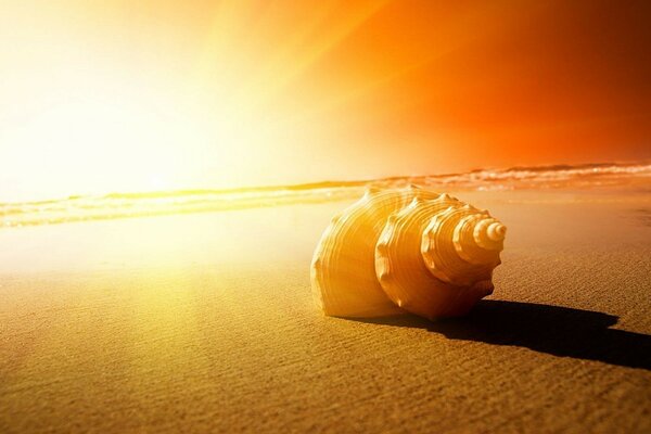 Imagen de una concha de mar en la playa al atardecer