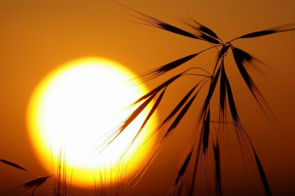 Abgebildet sind Sonnenuntergänge und Grasspitzen