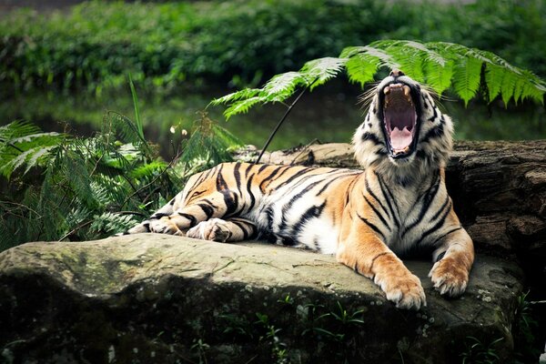 Tigre sauvage dans la forêt