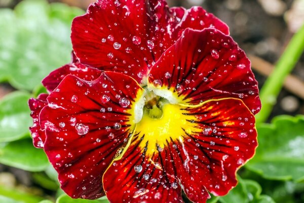 Gotas de agua en una hermosa flor roja