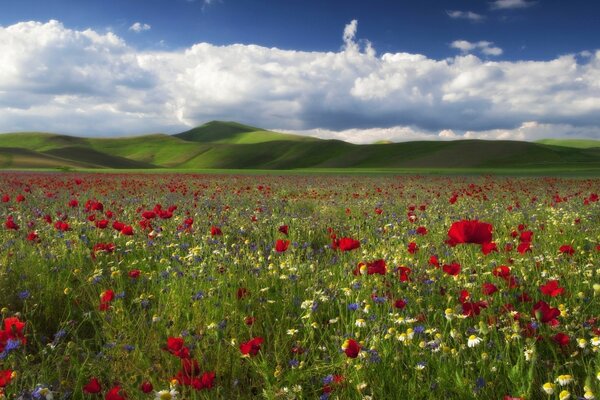 Teppich aus verschiedenen Wiesenblumen