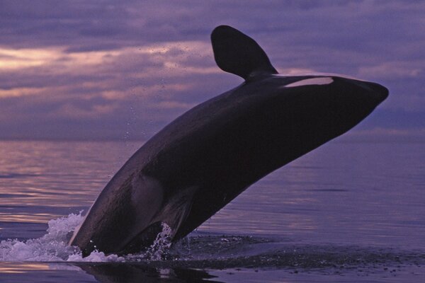 Lavender sunset on the ocean. Killer Whale