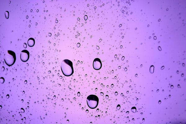 Water drops on a purple background