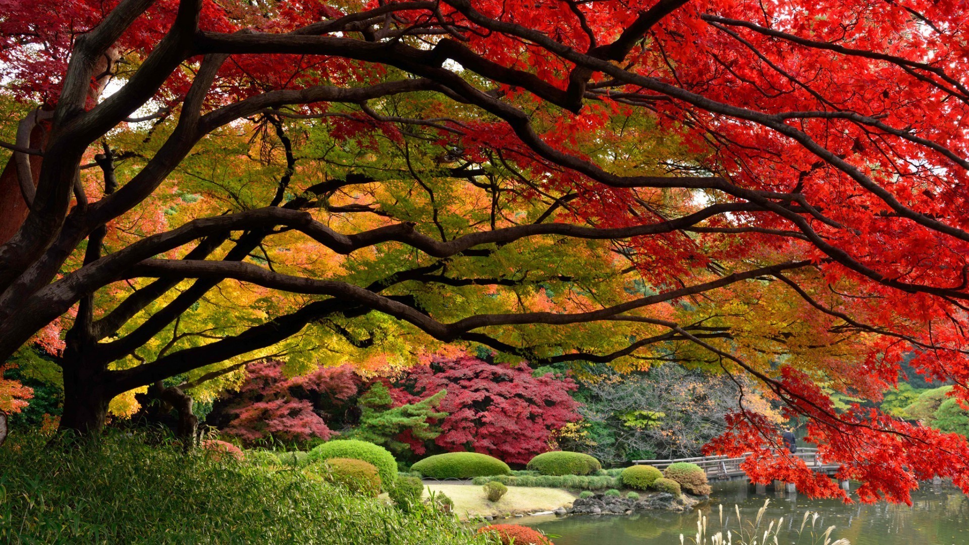 autumn fall leaf tree maple landscape season park nature wood branch color bright scenic scenery dawn outdoors