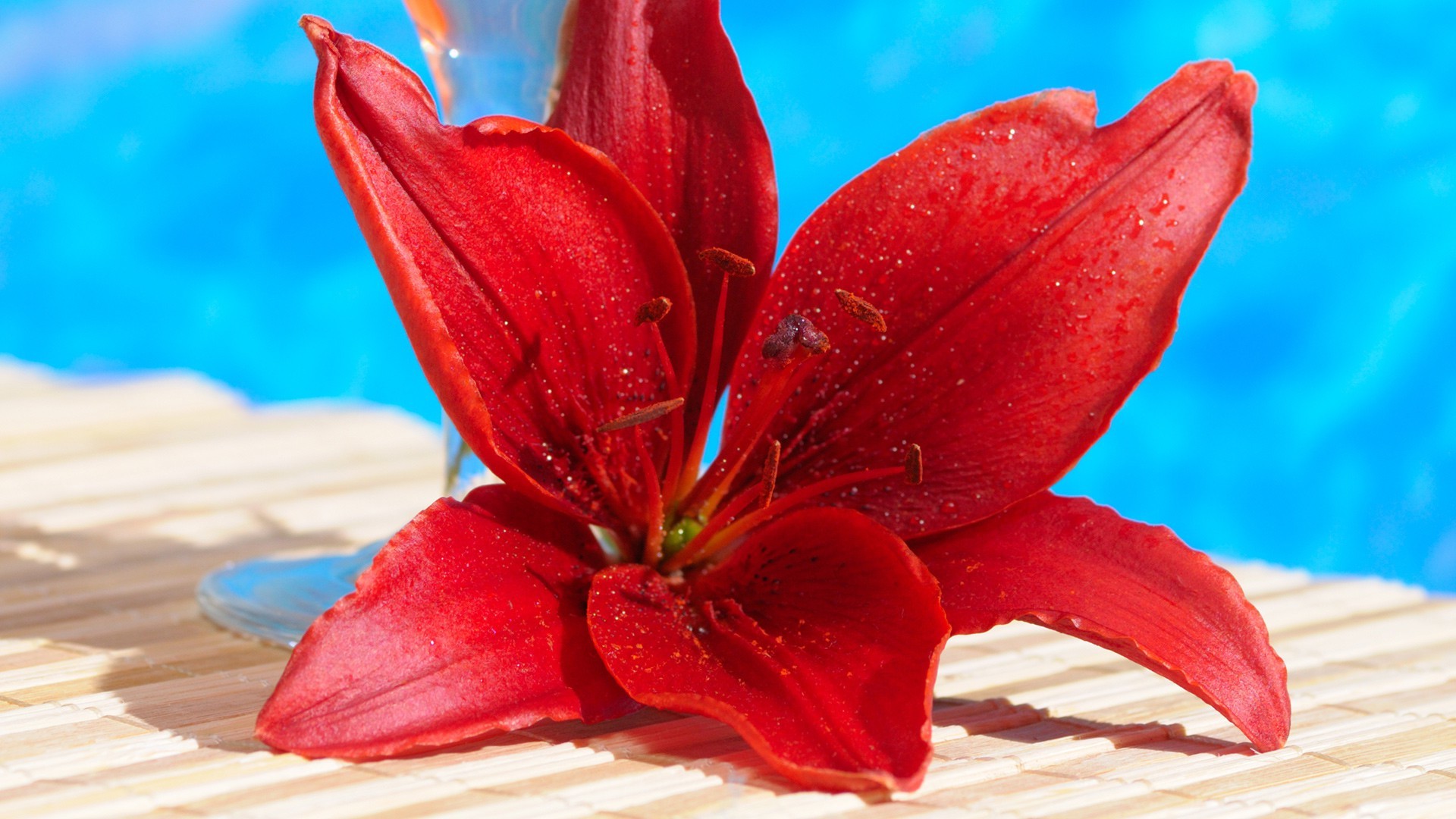 gros plan fleur nature lily flore tropical belle pétale feuille été jardin floral couleur exotique bluming lumineux gros plan