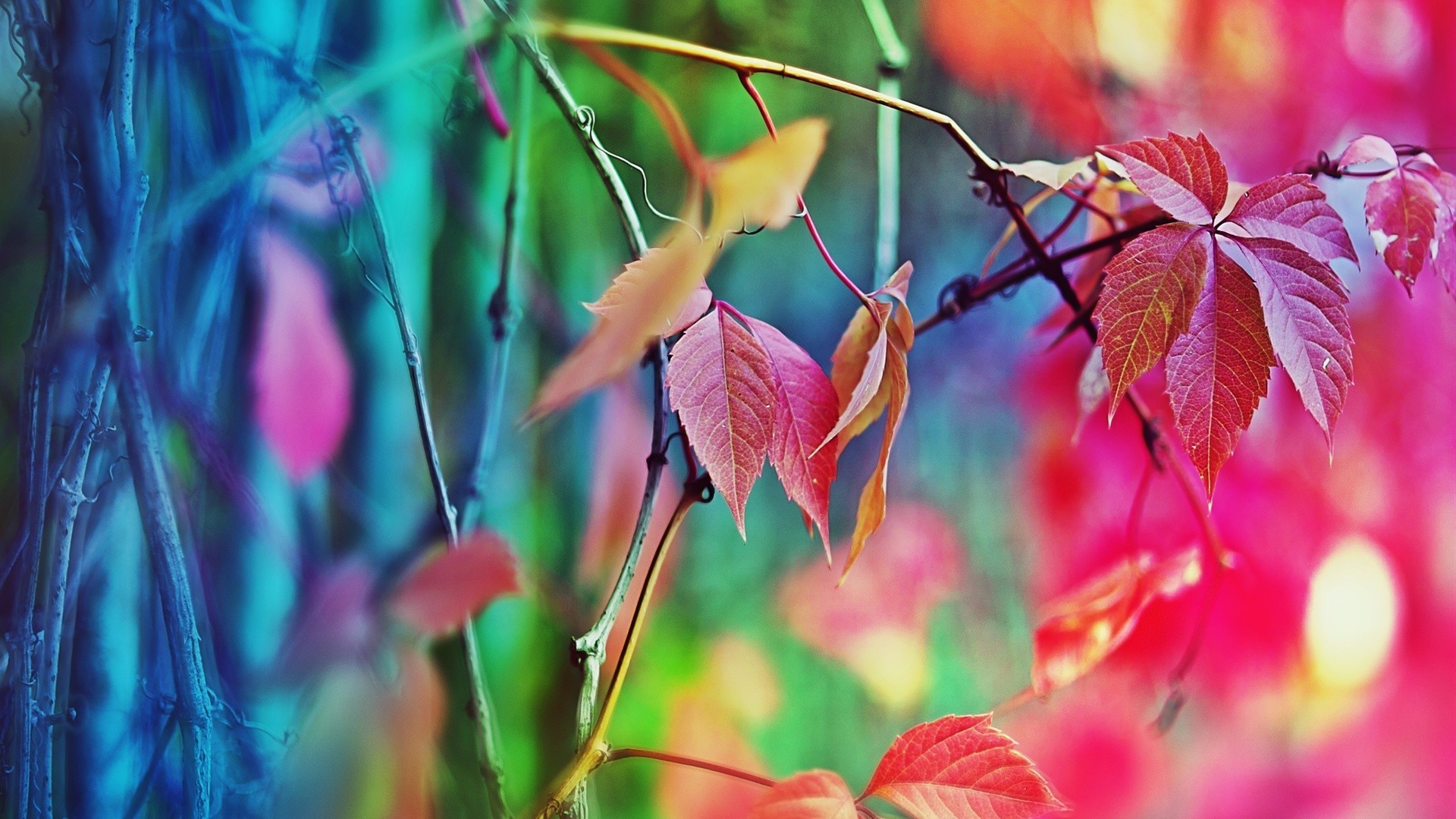 feuilles feuille nature flore couleur lumineux jardin saison automne été croissance bureau arbre à l extérieur gros plan fleur lumineux belle