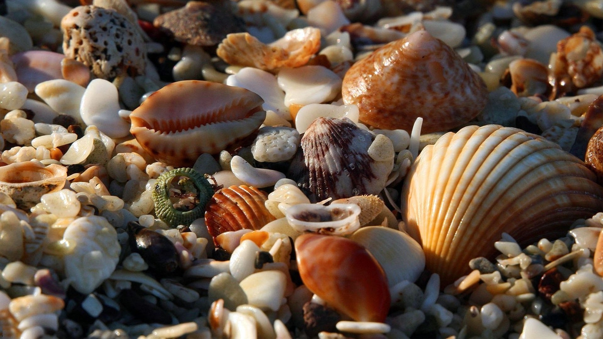 海和海洋 贝壳 蛤蜊 海洋 收集 蛤蜊 蜗牛 娃娃 自然 海螺 食物 桌面 扇贝 视图 许多 纹理 混合 海 海