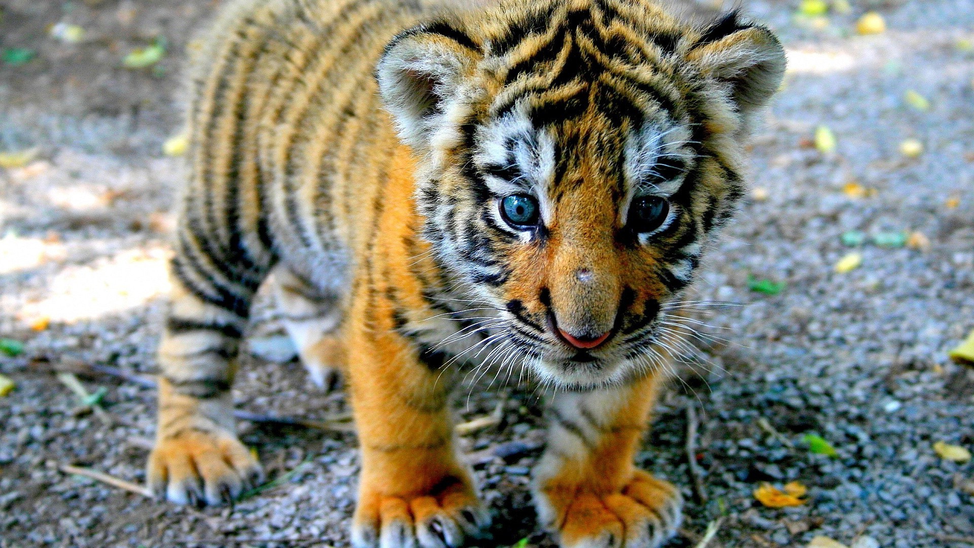 tiger tierwelt säugetier katze tier fell raubtier fleischesser zoo natur wild tiger groß jäger dschungel safari niedlich jagd