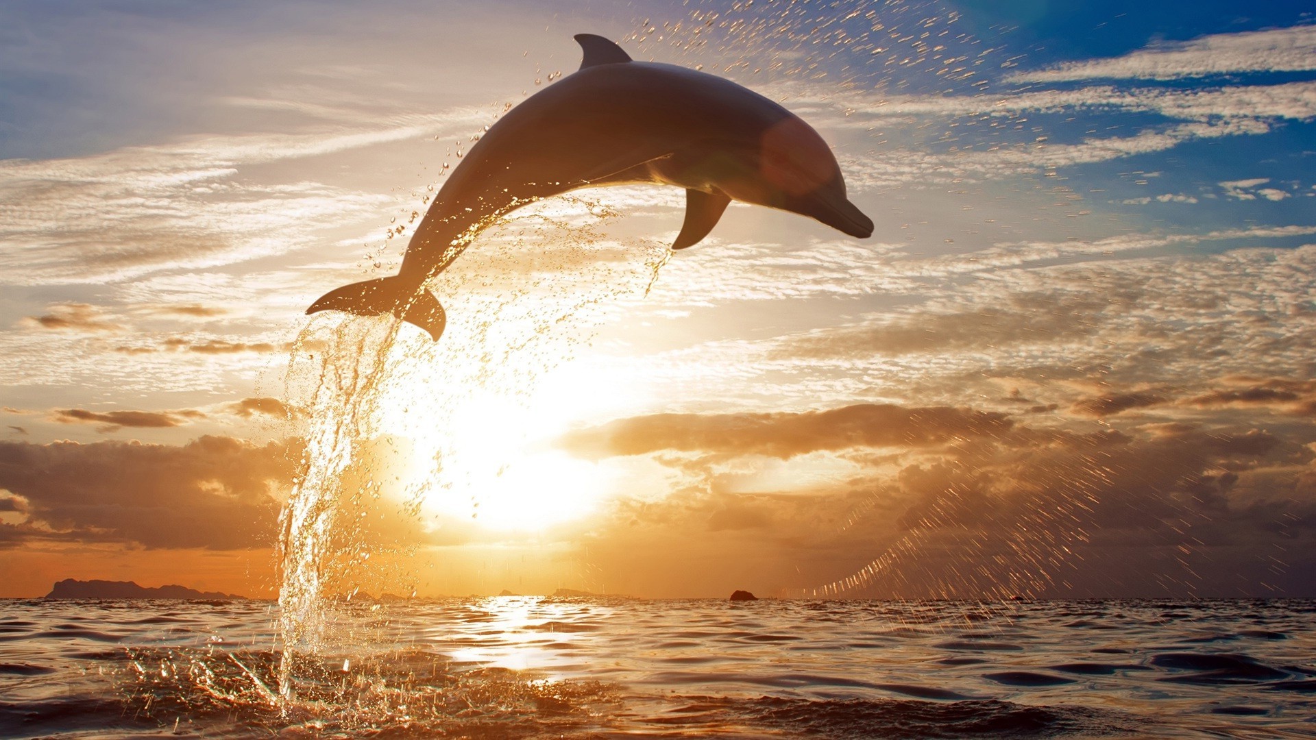 animales agua puesta del sol océano mar amanecer sol playa