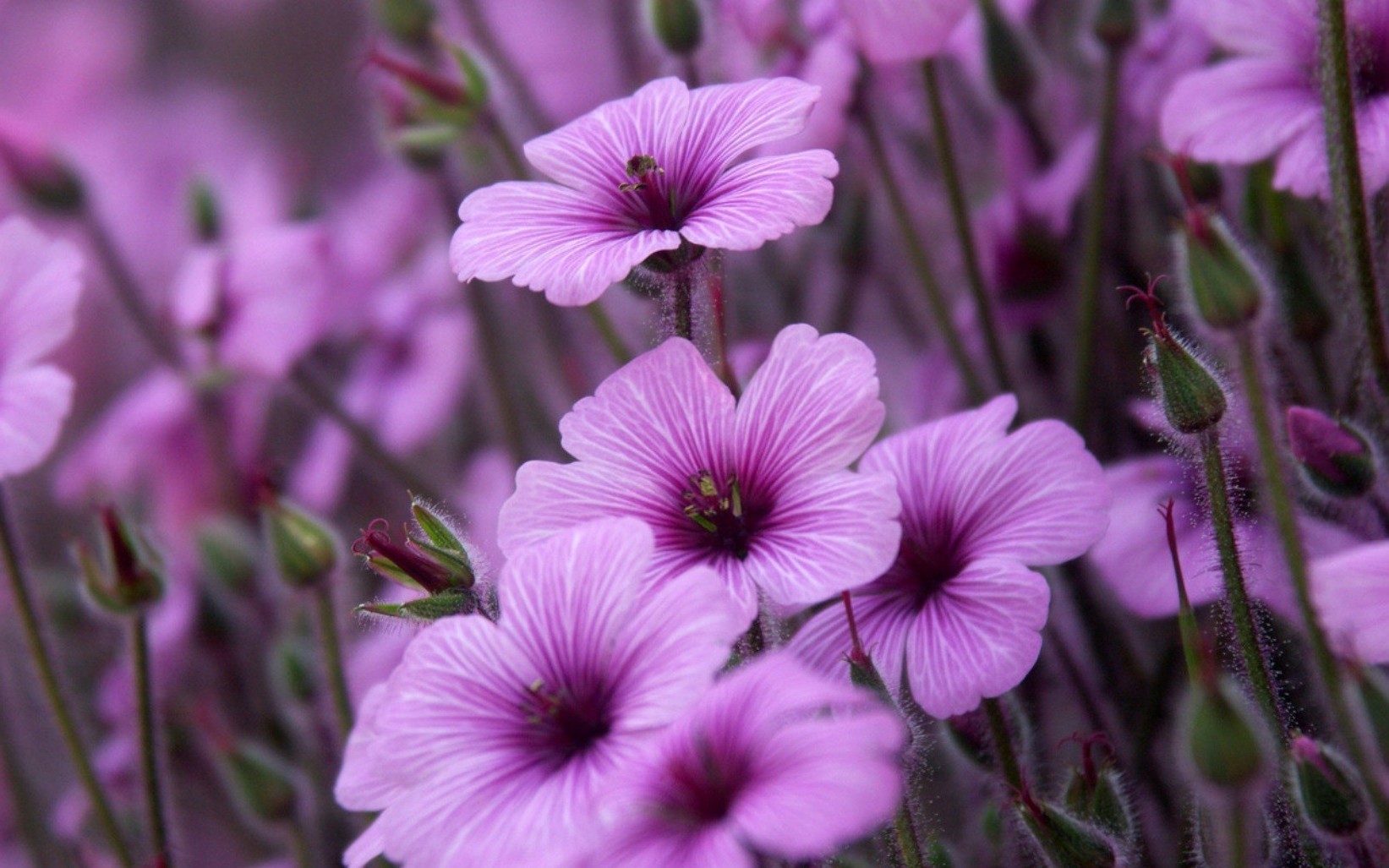 flores flor flora naturaleza jardín floración campo verano color pétalo floral hoja primer plano violeta al aire libre heno buen tiempo brillante hierba