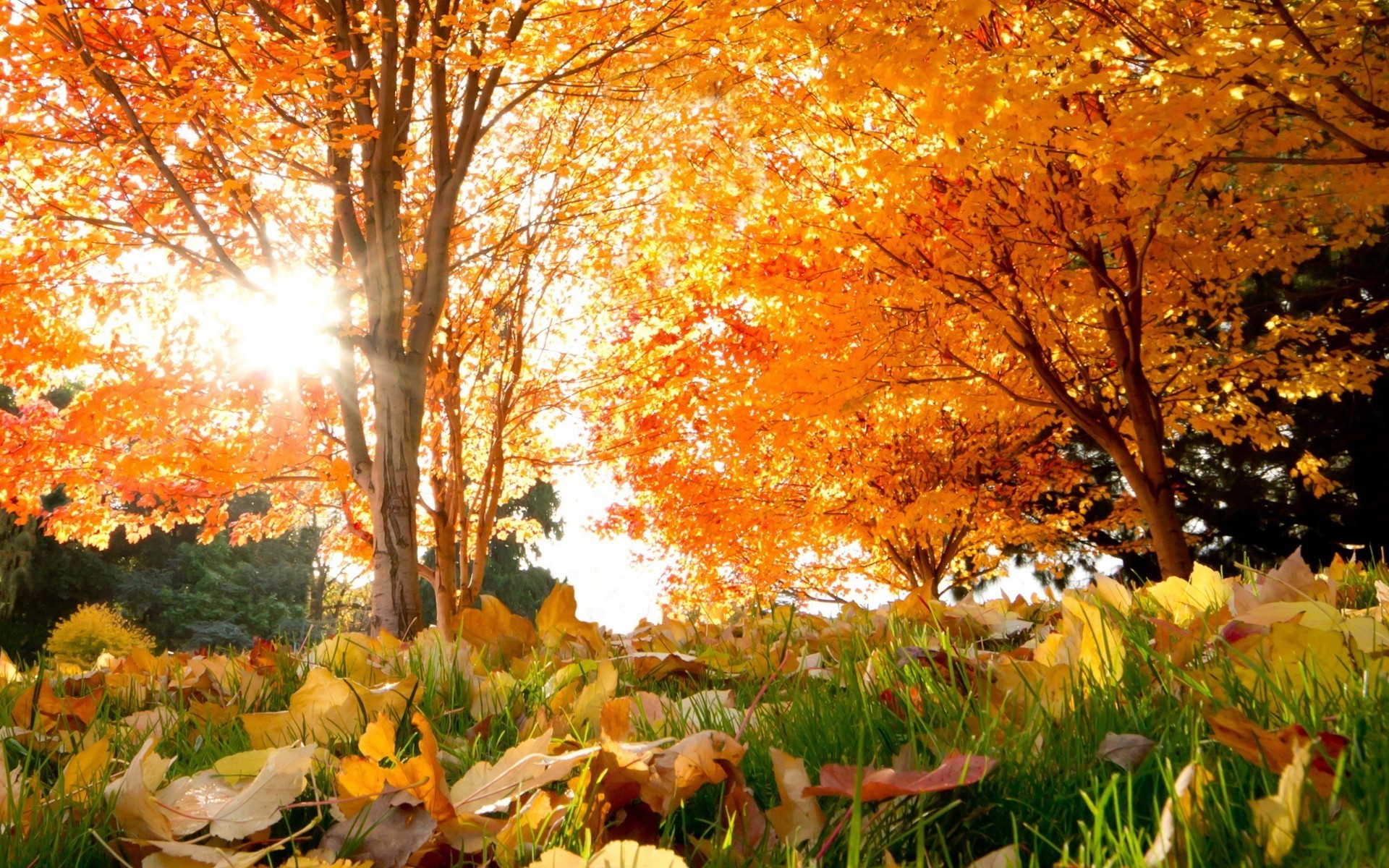 herbst herbst blatt ahorn baum saison park landschaft holz natur gold landschaftlich hell gutes wetter im freien filiale landschaften veränderung farbe szene