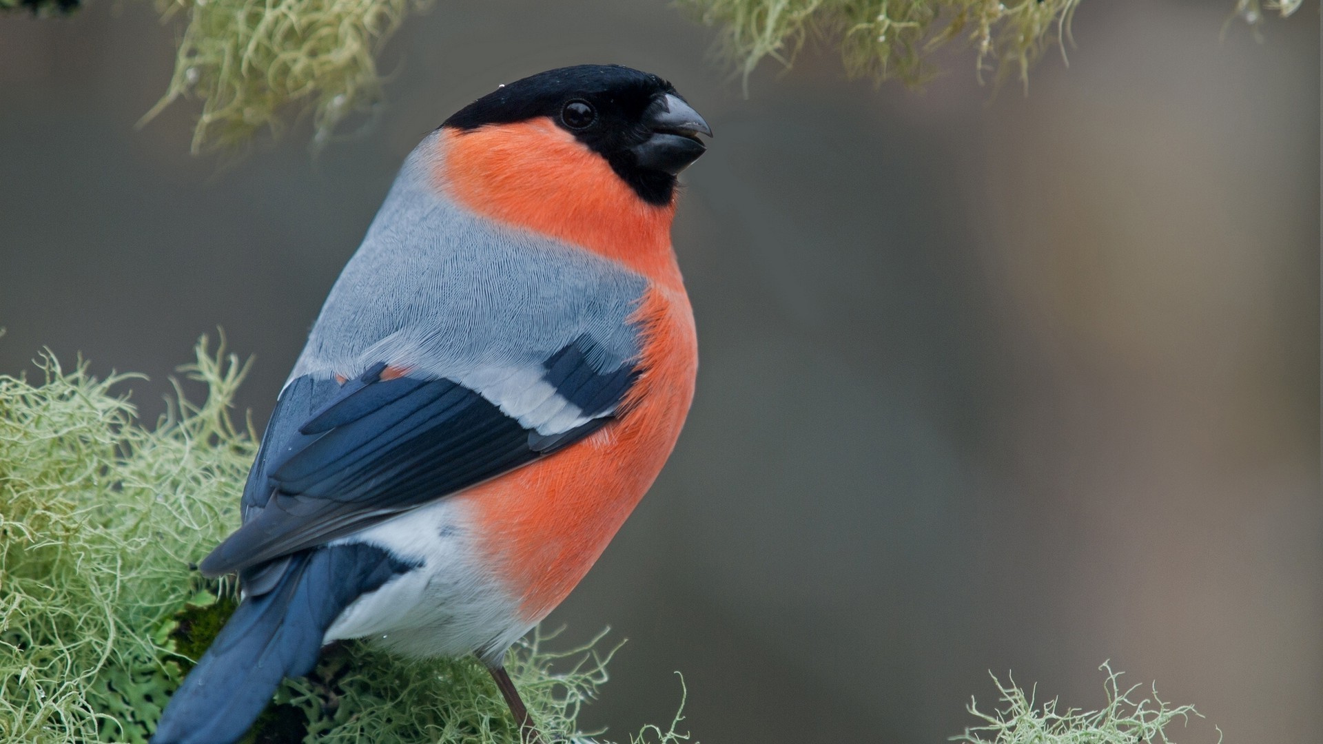 tiere tierwelt im freien vogel natur ein