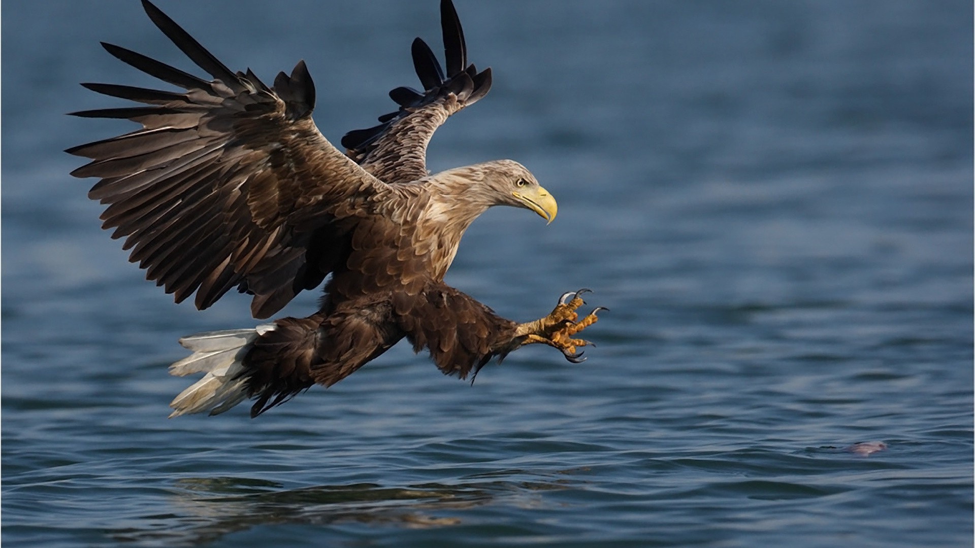 zwierzęta ptak dzika przyroda natura zwierzę raptor na zewnątrz dziki woda