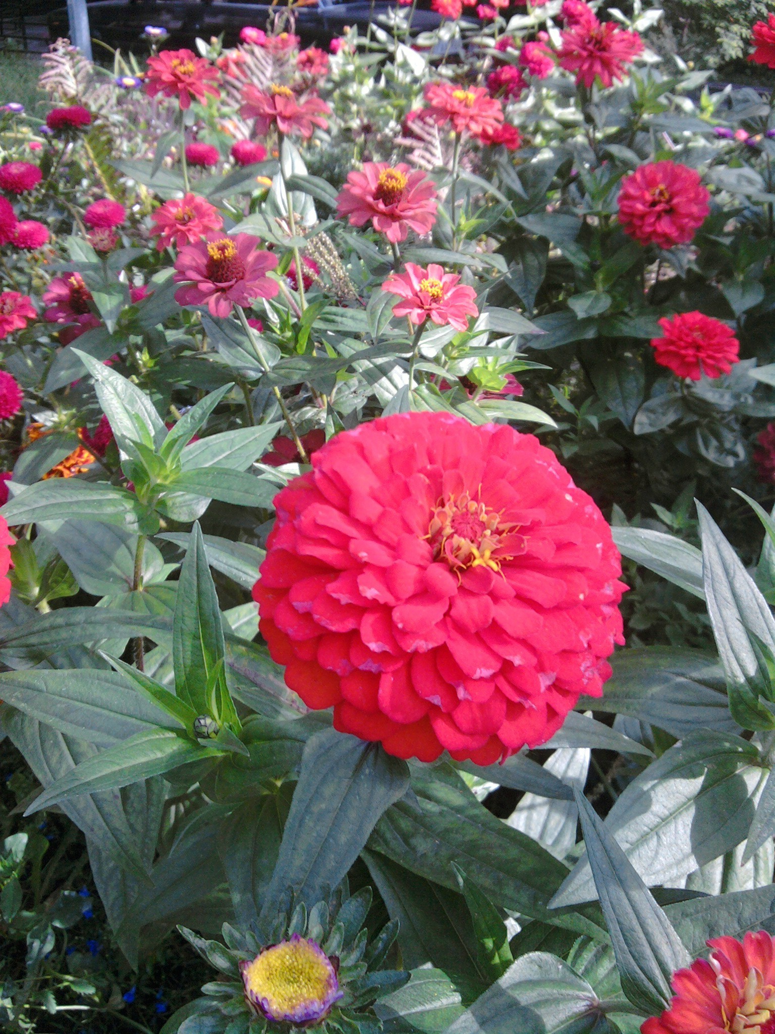 fleurs fleur jardin flore nature bluming été feuille pétale floral couleur rose botanique bouquet croissance dahlia vivace à l extérieur