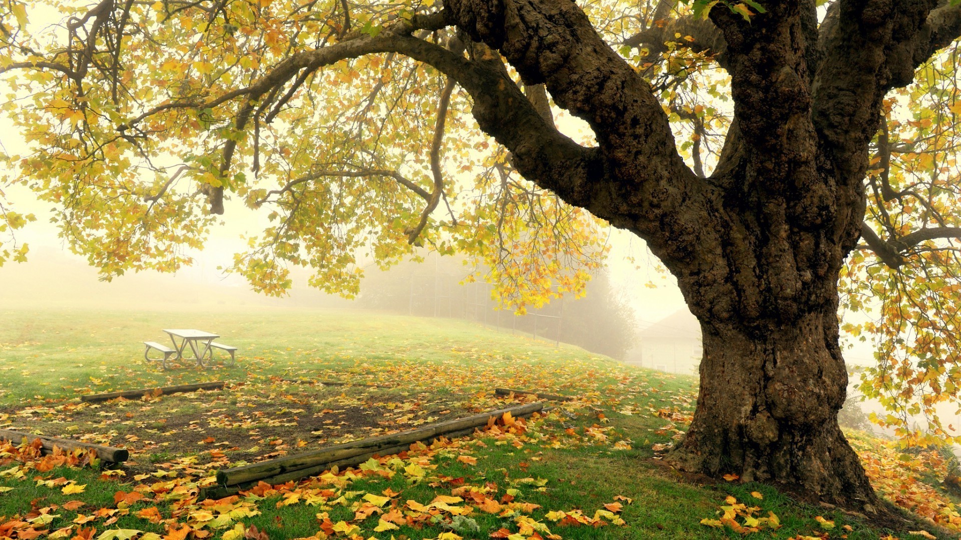 autunno albero autunno foglia natura paesaggio legno parco stagione ramo bel tempo all aperto sole alba campagna acero tronco luminoso rurale scenico