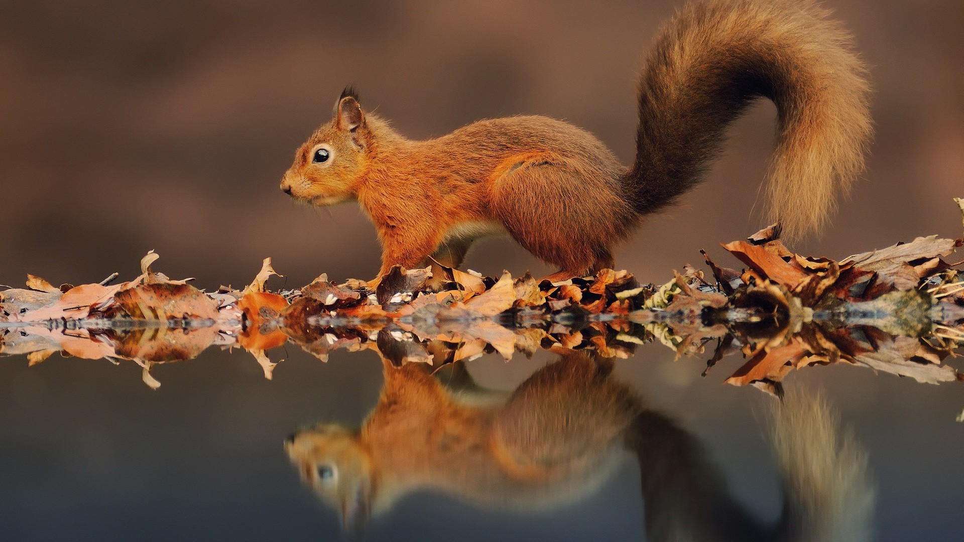 écureuil écureuil faune nature mammifère écrou rongeur animal petit mignon