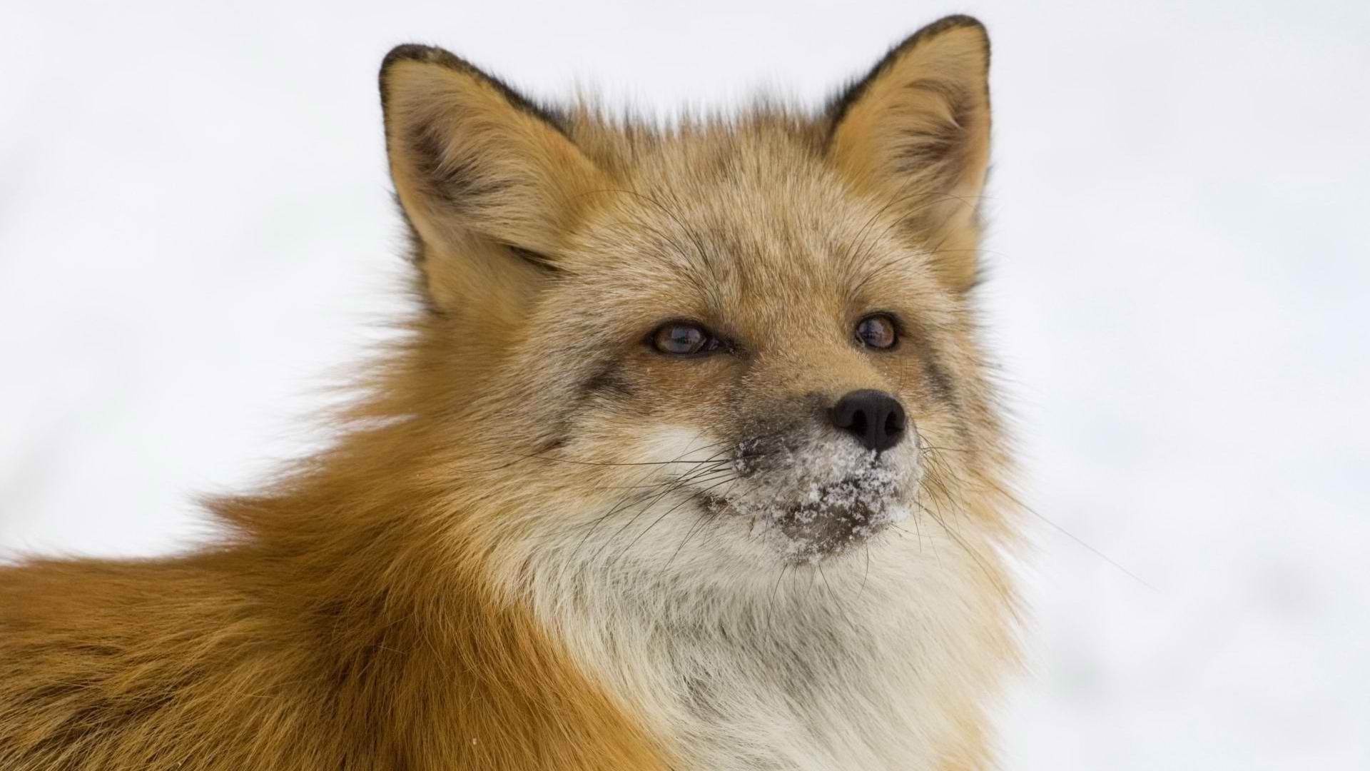 füchse hund säugetier hund tier niedlich fell porträt haustier spitz ansicht tierwelt ein welpe wenig auge