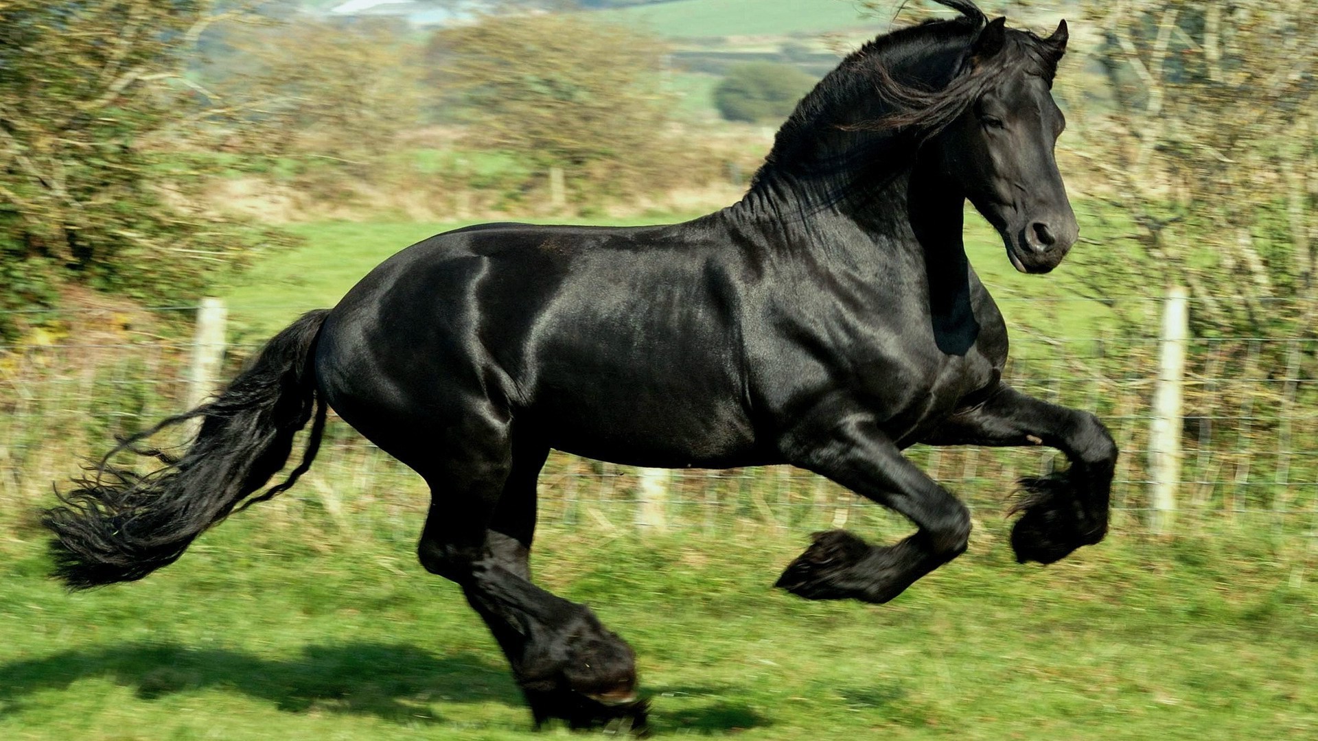 caballos caballería caballo mamífero mare animal mane semental ecuestre cría de caballos granja hierba pony sentado skoco heno animales vivos campo