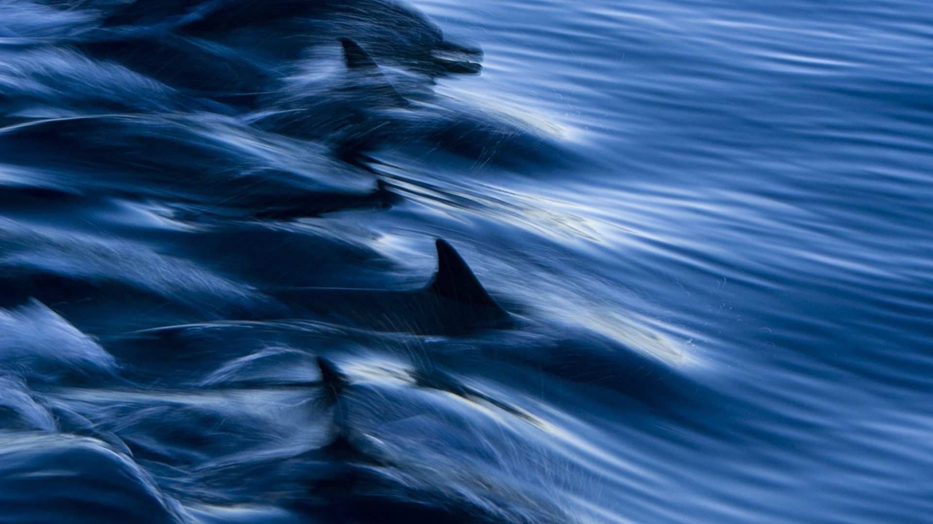 animais água oceano natureza mar onda